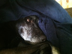 Sam demands to be wrapped like a burrito while we ice her knee. She says it's too cold.